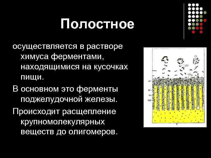 Полостное осуществляется в растворе химуса ферментами, находящимися на кусочках пищи. В основном это ферменты
