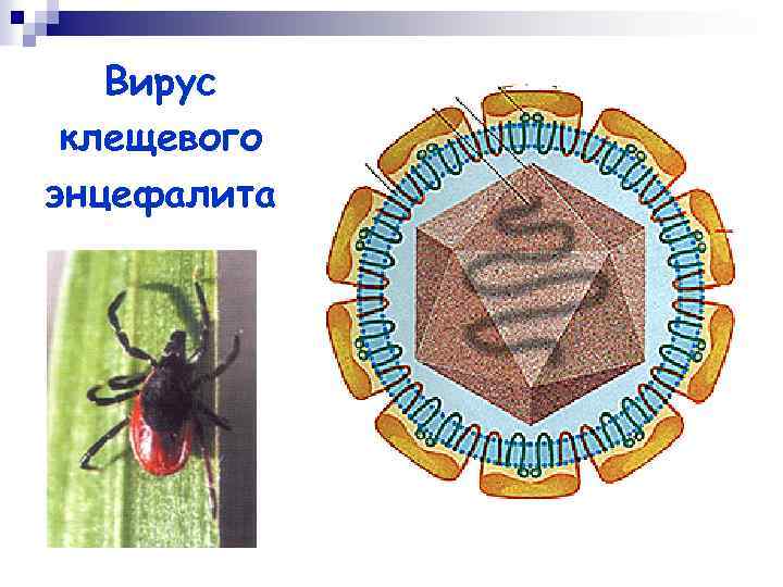 Вирус клещевого энцефалита 