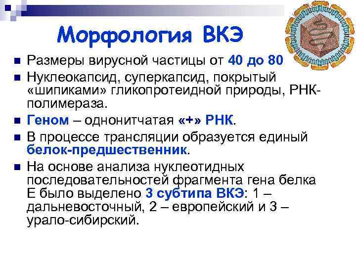 Морфология ВКЭ n n n Размеры вирусной частицы от 40 до 80 нм. Нуклеокапсид,