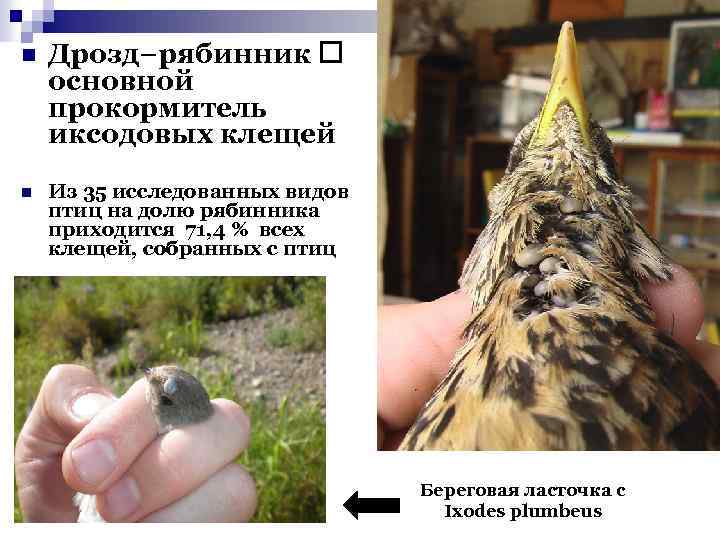 n Дрозд−рябинник основной прокормитель иксодовых клещей n Из 35 исследованных видов птиц на долю