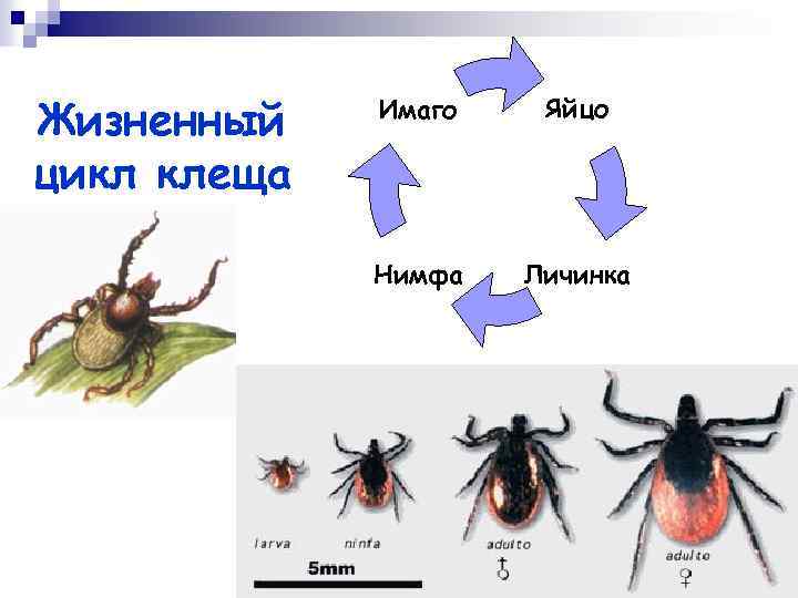 Жизненный цикл клеща Имаго Яйцо Нимфа Личинка 