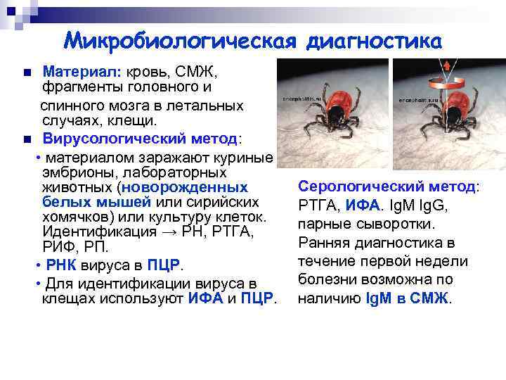 Микробиологическая диагностика Материал: кровь, СМЖ, фрагменты головного и спинного мозга в летальных случаях, клещи.