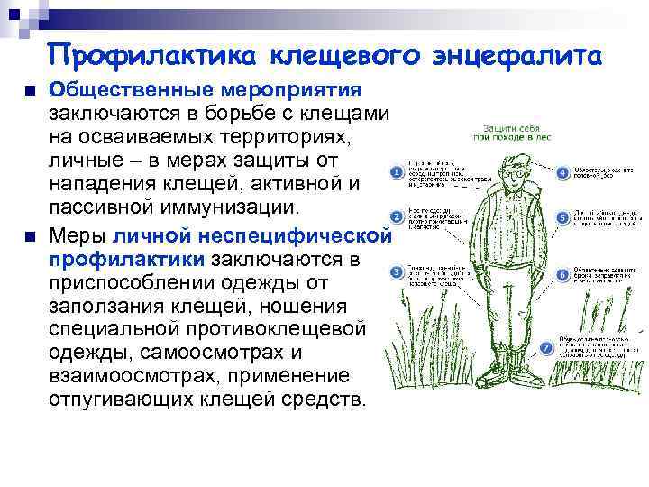 Профилактика клещевого энцефалита n n Общественные мероприятия заключаются в борьбе с клещами на осваиваемых