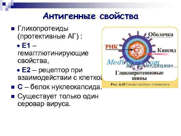 Антигенные свойства Гликопротеиды (протективные АГ) : Е 1 – гемагглютинирующие свойства, Е 2 –