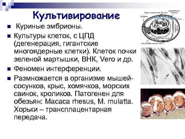 Культивирование n n Куриные эмбрионы. Культуры клеток, с ЦПД (дегенерация, гигантские многоядерные клетки). Клеток