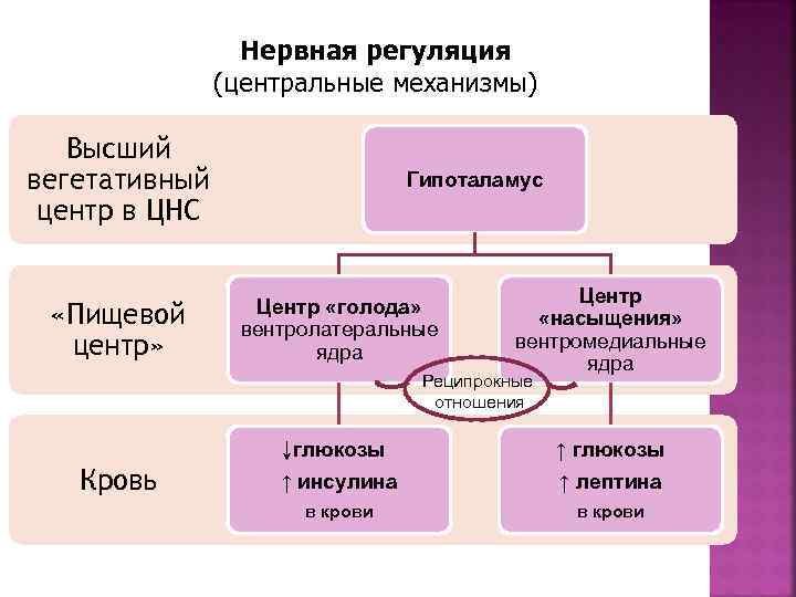  Нервная регуляция (центральные механизмы) Высший вегетативный Гипоталамус центр в ЦНС Центр «Пищевой Центр