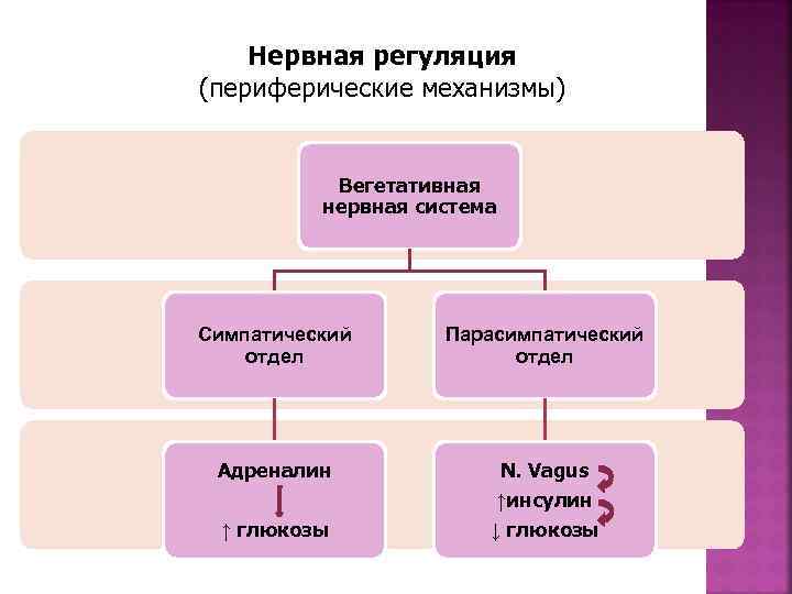  Нервная регуляция (периферические механизмы) Вегетативная нервная система Симпатический Парасимпатический отдел Адреналин N. Vagus