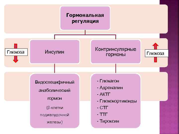 Контринсулярные гормоны это. Контринсулярные гормоны. Инсулин и контринсулярные гормоны. Схема контринсулярных гормонов. Роль контринсулярных гормонов.