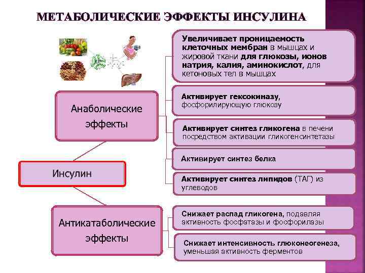 МЕТАБОЛИЧЕСКИЕ ЭФФЕКТЫ ИНСУЛИНА Увеличивает проницаемость клеточных мембран в мышцах и жировой ткани для глюкозы,