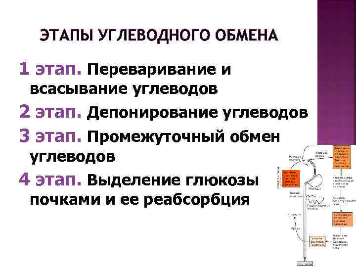  ЭТАПЫ УГЛЕВОДНОГО ОБМЕНА 1 этап. Переваривание и всасывание углеводов 2 этап. Депонирование углеводов