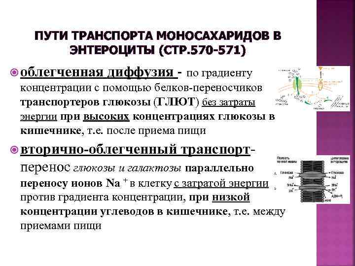  ПУТИ ТРАНСПОРТА МОНОСАХАРИДОВ В ЭНТЕРОЦИТЫ (СТР. 570 -571) облегченная диффузия - по градиенту