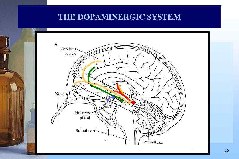 THE DOPAMINERGIC SYSTEM 10 
