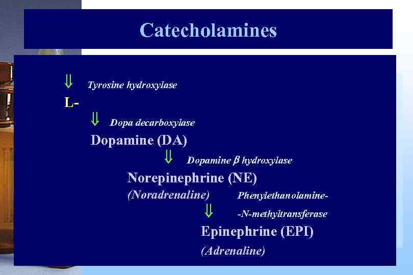 Catecholamines Tyrosine hydroxylase L-Dopa decarboxylase Dopamine (DA) Dopamine hydroxylase Norepinephrine (NE) (Noradrenaline) Phenylethanolamine- -N-methyltransferase