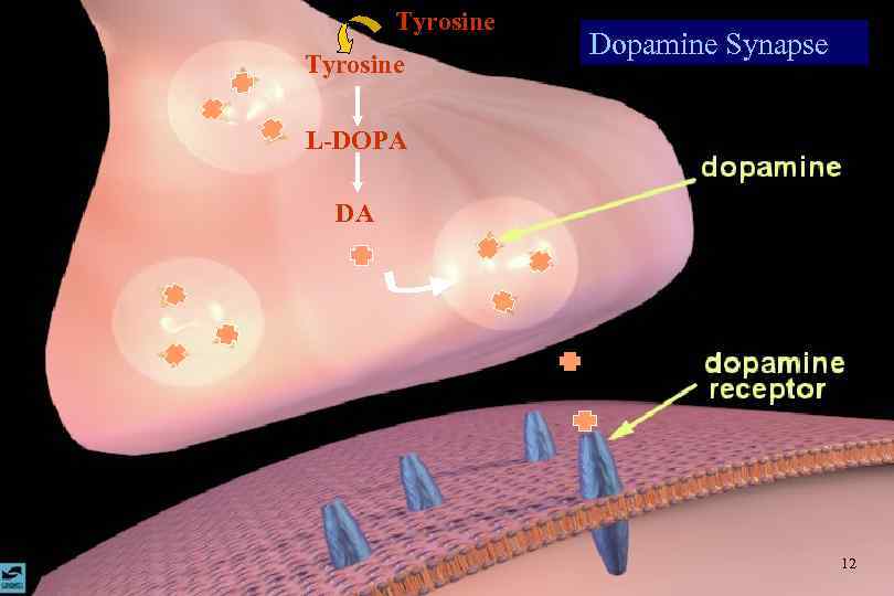 Tyrosine Dopamine Synapse L-DOPA DA 12 