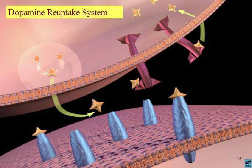 Dopamine Reuptake System 16 