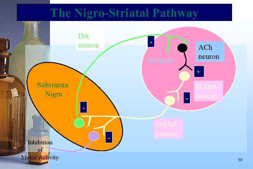 The Nigro-Striatal Pathway DA neuron - ACh neuron Striatum + Substantia Nigra - GABA
