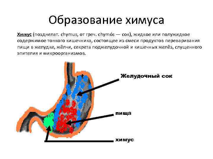 Образование химуса Химус (позднелат. chymus, от греч. chymós — сок), жидкое или полужидкое содержимое