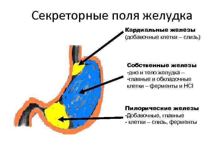 Секреторные поля желудка Кардиальные железы (добавочные клетки – слизь) Собственные железы -дно и тело