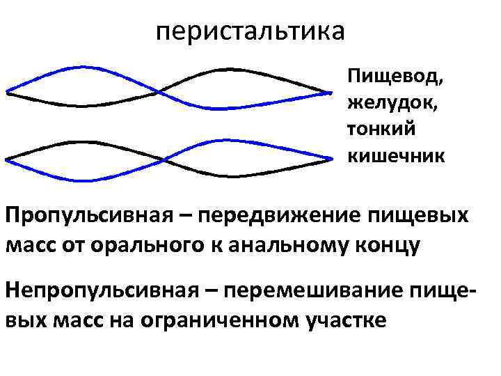 перистальтика Пищевод, желудок, тонкий кишечник Пропульсивная – передвижение пищевых масс от орального к анальному