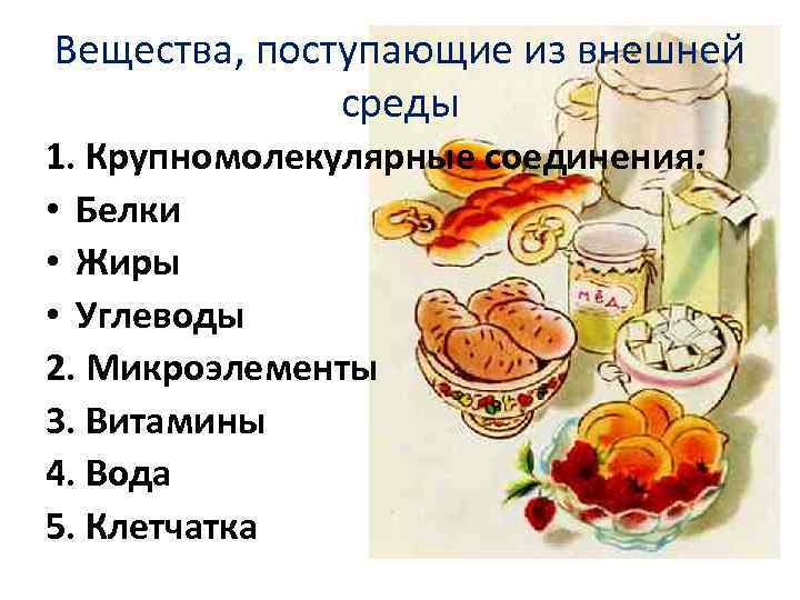 Вещества, поступающие из внешней среды 1. Крупномолекулярные соединения: • Белки • Жиры • Углеводы