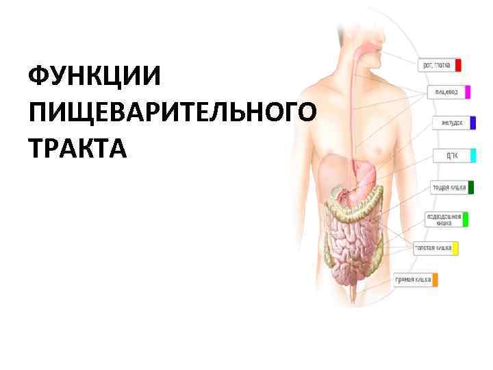 ФУНКЦИИ ПИЩЕВАРИТЕЛЬНОГО ТРАКТА 