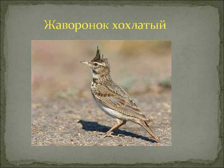 Птицы Оренбургской Области Фото