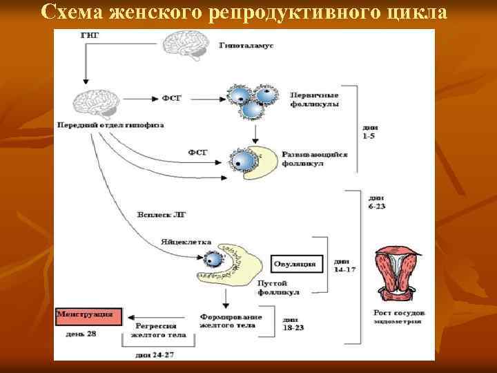 Схема женского репродуктивного цикла 
