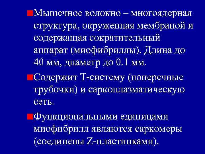 Мышечное волокно – многоядерная структура, окруженная мембраной и содержащая сократительный аппарат (миофибриллы). Длина до