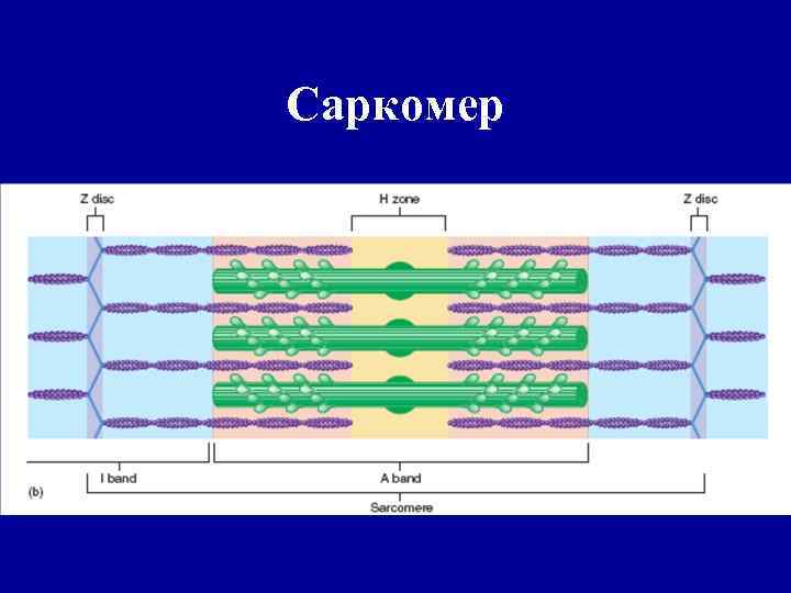 Саркомер 