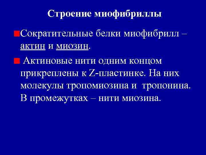 Строение миофибриллы Сократительные белки миофибрилл – актин и миозин. Актиновые нити одним концом прикреплены