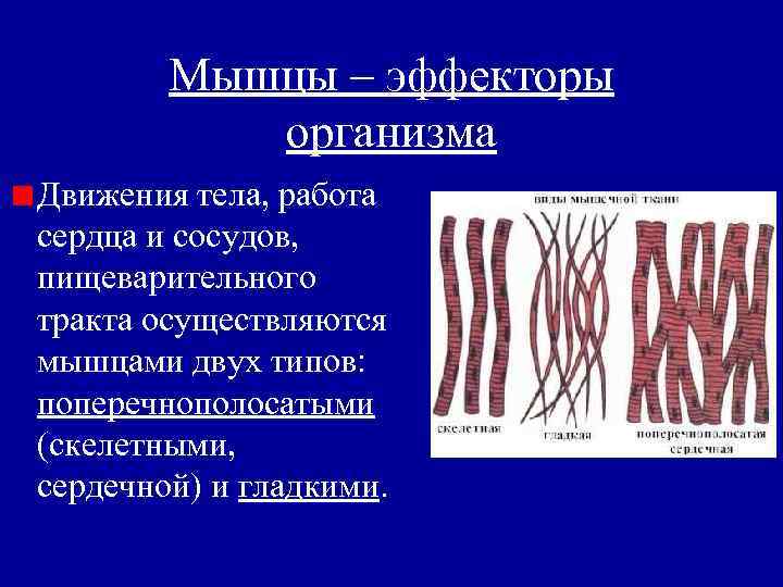 Мышцы – эффекторы организма Движения тела, работа сердца и сосудов, пищеварительного тракта осуществляются мышцами