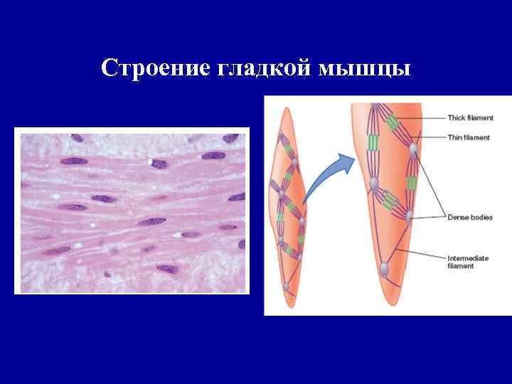 Строение гладкой мышцы 