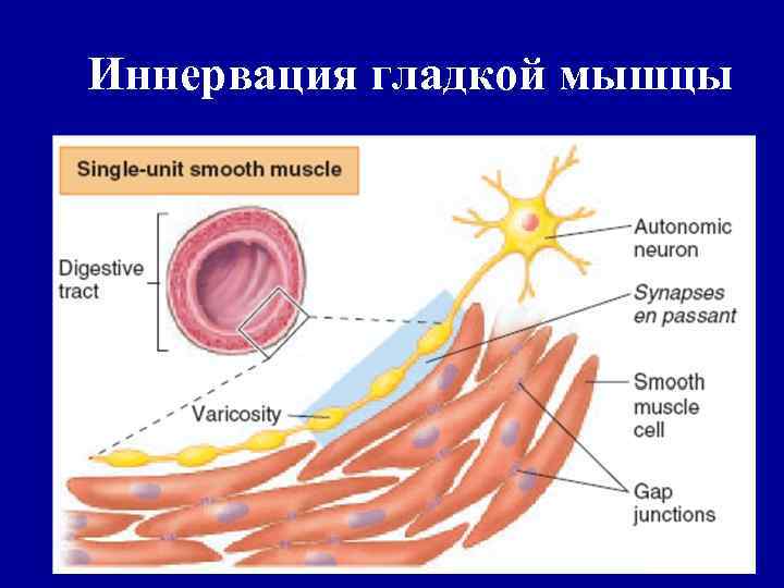 Иннервация гладкой мышцы 