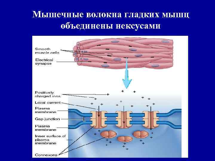 Мышечные волокна гладких мышц объединены нексусами 