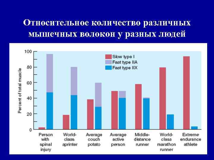 Относительное количество различных мышечных волокон у разных людей 