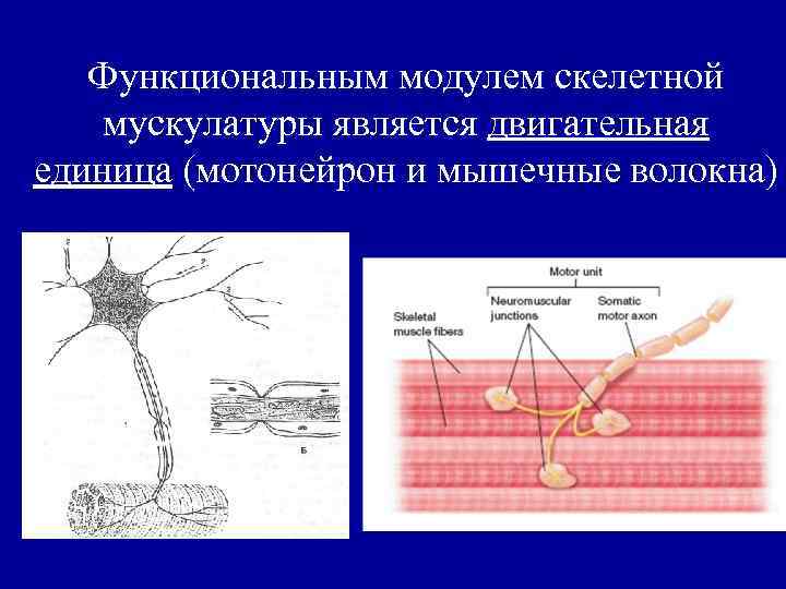 Функциональным модулем скелетной мускулатуры является двигательная единица (мотонейрон и мышечные волокна) 