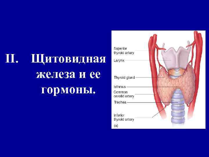 II. Щитовидная железа и ее гормоны. 