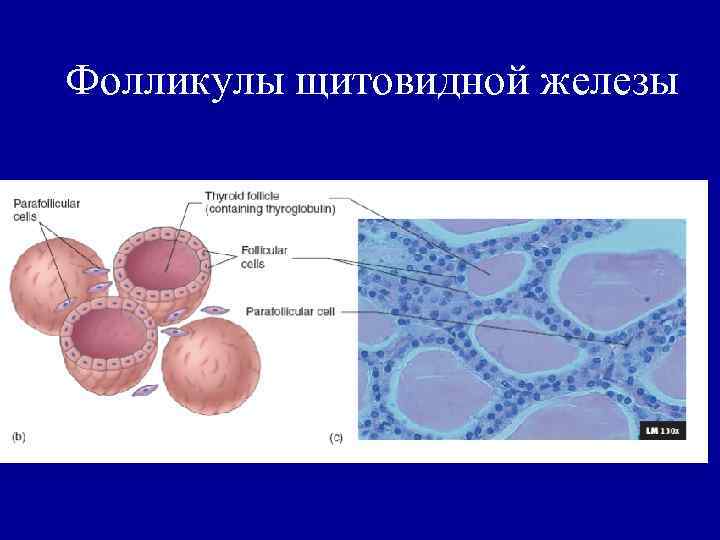 Стенка фолликулов щитовидной железы состоит из