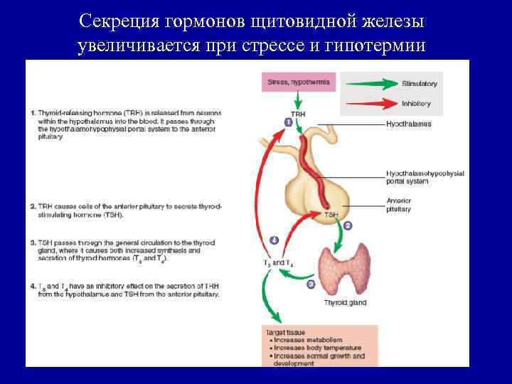 Секреция гормонов щитовидной железы увеличивается при стрессе и гипотермии 