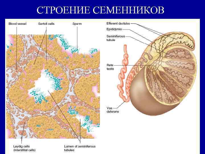 СТРОЕНИЕ СЕМЕННИКОВ 