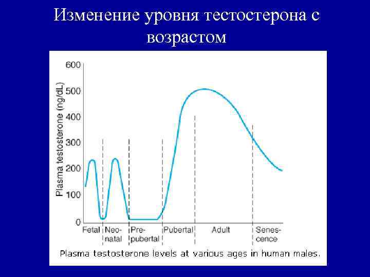 Изменение уровня тестостерона с возрастом 