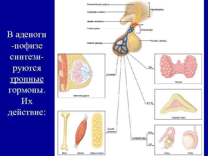 В аденоги -пофизе синтезируются тропные гормоны. Их действие: 