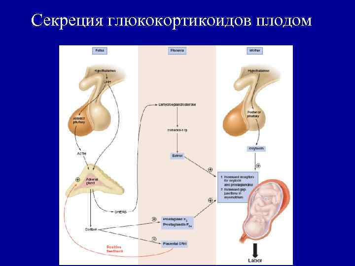 Секреция глюкокортикоидов плодом 