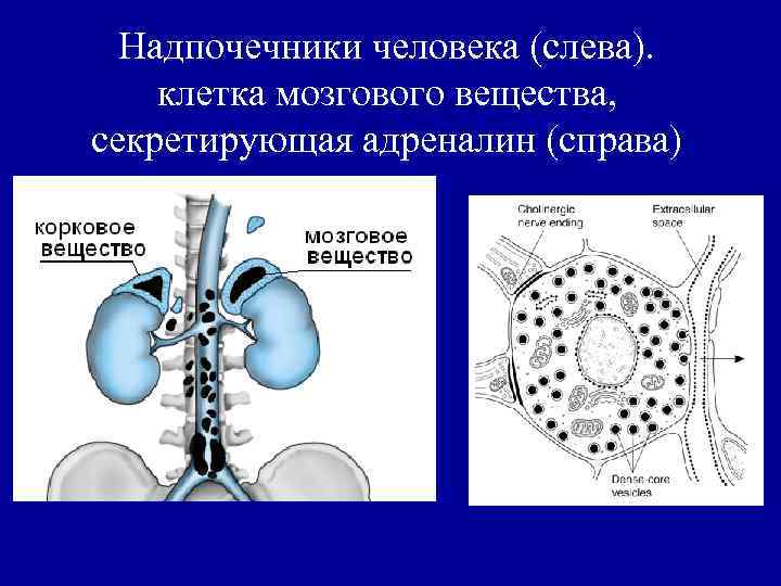 Надпочечники человека (слева). клетка мозгового вещества, секретирующая адреналин (справа) 