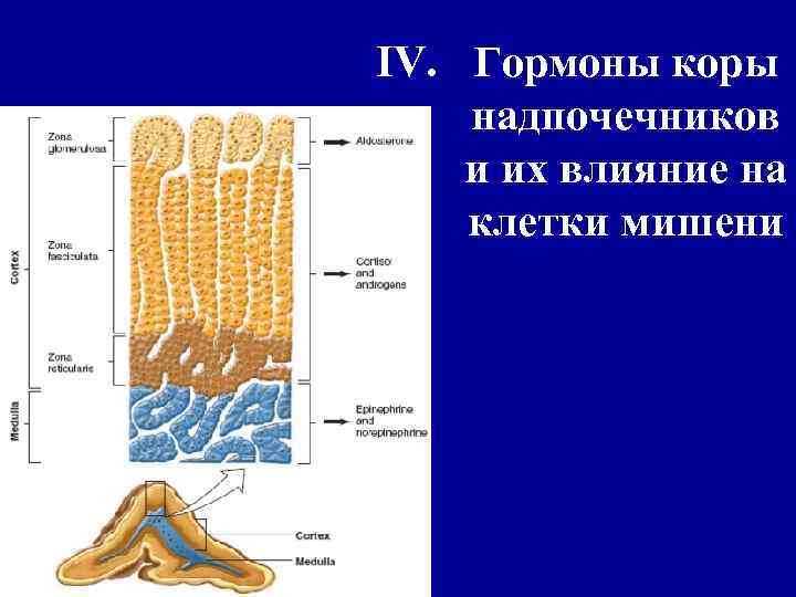 IV. Гормоны коры надпочечников и их влияние на клетки мишени 