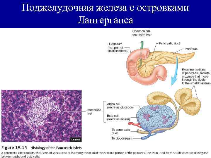 Рисунок островки лангерганса