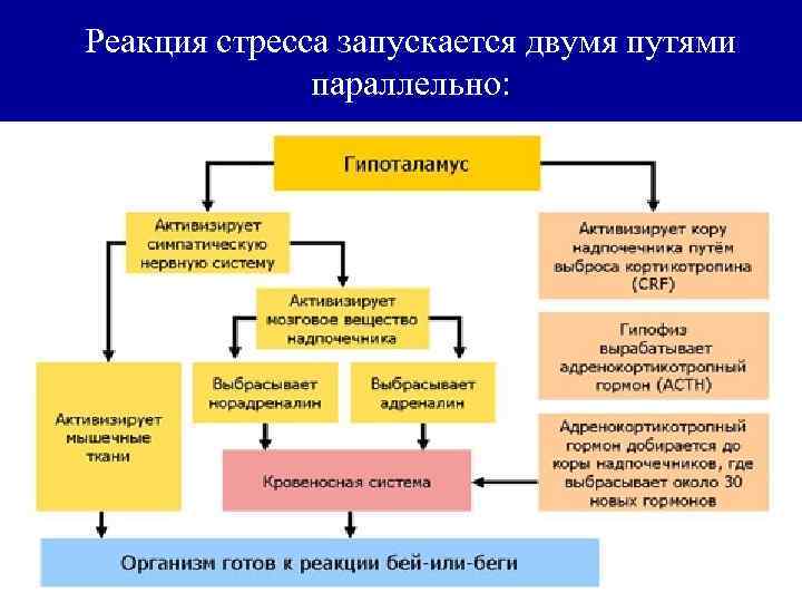 Реакция стресса запускается двумя путями параллельно: 