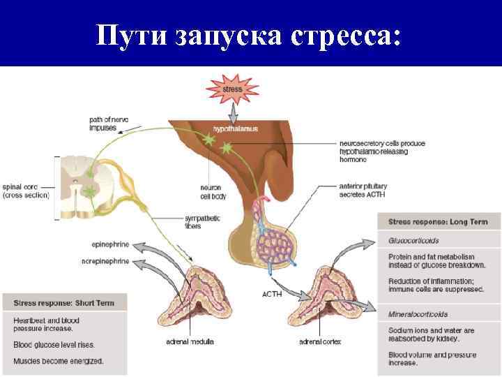 Пути запуска стресса: 