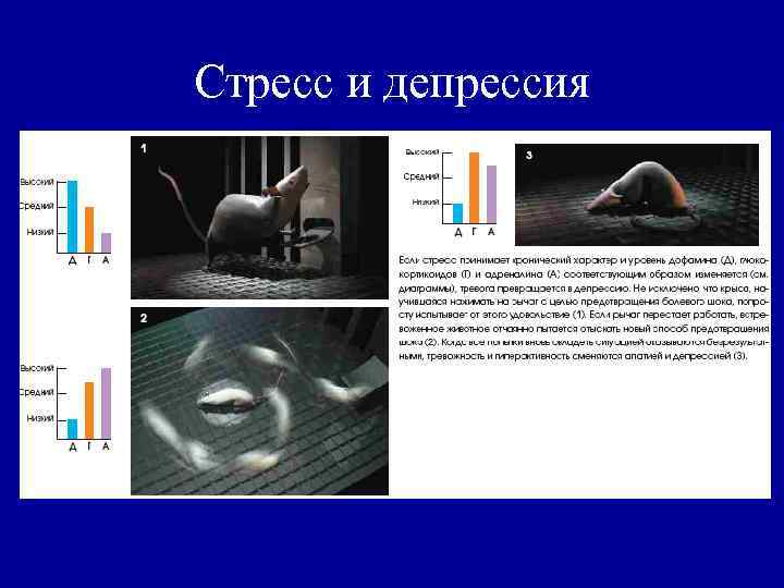 Стресс и депрессия 