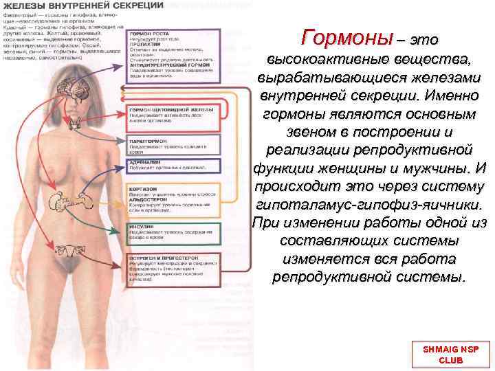 Гормоны – это высокоактивные вещества, вырабатывающиеся железами внутренней секреции. Именно гормоны являются основным звеном